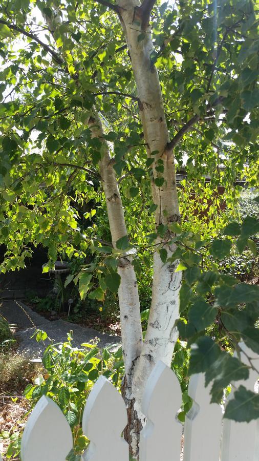 Birch Lane Bed & Breakfast Cradoc Luaran gambar